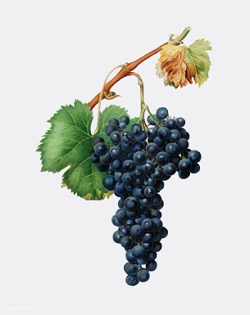 Grape Spanna from Pomona Italiana (1817 - 183.. | Free stock vector - 487784