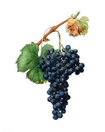 Grape Spanna from Pomona Italiana (1817 - 183.. | Free stock vector - 488056
