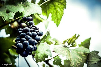 Grape tree | Free public domain photo - 431935