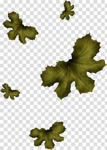 Grape Tree Leaf, grape transparent background PNG clipart