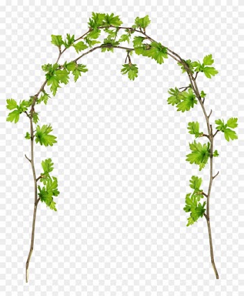 Grape Twig Plant Stem Flowerpot Leaf - Grape Twig Plant Stem Flowerpot Leaf
