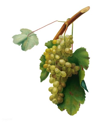 Grape vine from Pomona Italiana (1817 - 1839).. | Free stock vector - 488147