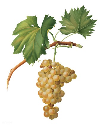 Grape vine from Pomona Italiana (1817 - 1839).. | Free stock vector - 488169