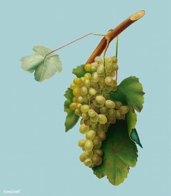 Grape vine from Pomona Italiana illustration | Free stock vector - 488090
