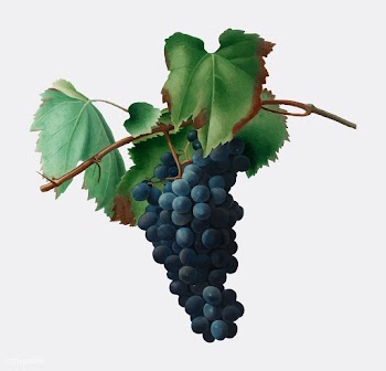Grape vine from Pomona Italiana illustration | Free stock vector - 488209