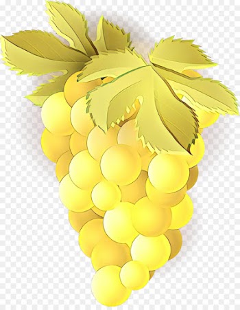 grape yellow grapevine family fruit seedless fruit