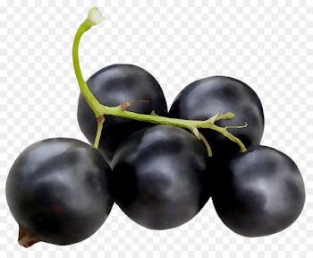 Grape Zante currant Blueberry Bilberry Huckleberry -  