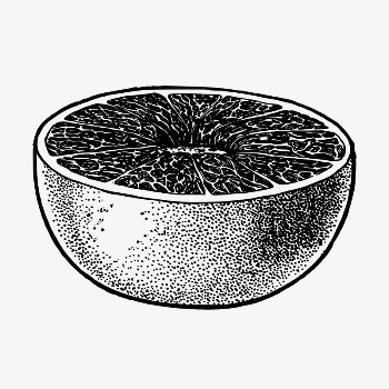 Grapefruit clipart, vintage fruit illustration | Free Vector - rawpixel