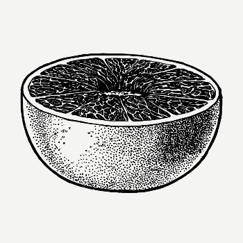 Grapefruit drawing, vintage fruit illustration | Free PSD - rawpixel