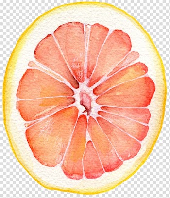 Grapefruit Watercolor painting, grapefruit transparent background PNG clipart