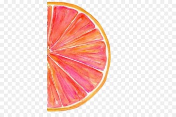 Grapefruit Watercolor painting Watercolour Tips Art - Red grapefruit 