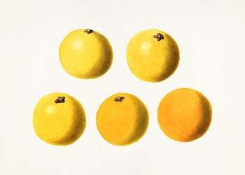 Grapefruits (Citrus Paradisi) (1923) by James Marion Shull​​​​.. | Free public domain illustration - 2287214