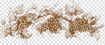 Grapes frame, Grape Drawing Graphic design Illustration, grapes transparent background PNG clipart