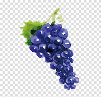 Grapes illustration, Grape Wine Drawing Fruit, Drawing grapes transparent background PNG clipart