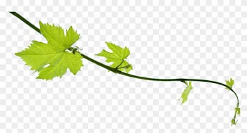 Grapes Leaf - Faith And Reason: Their Roles In Religious