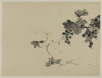 [Grapes on a vine]. Original | Free Photo - rawpixel