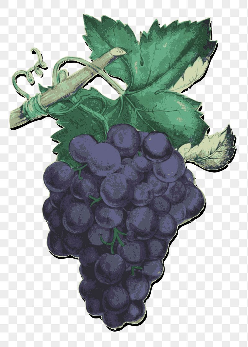 Grapes png sticker illustration, transparent | Free PNG - rawpixel