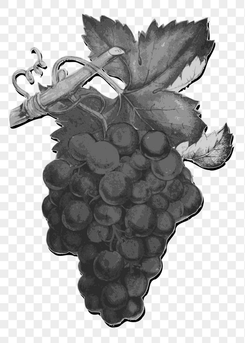 Grapes png sticker illustration, transparent | Free PNG - rawpixel