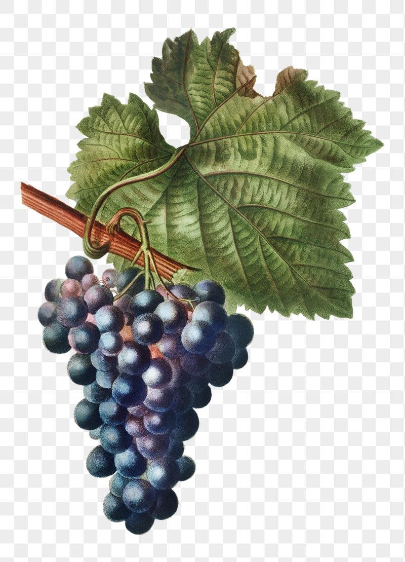 Grapes png sticker, vintage illustration | Free PNG - rawpixel