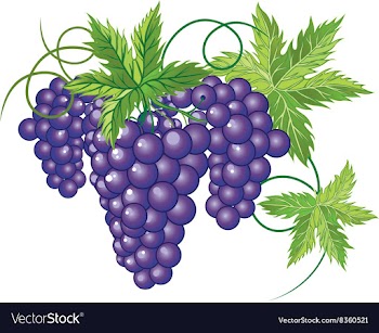 Grapevine Design vector image