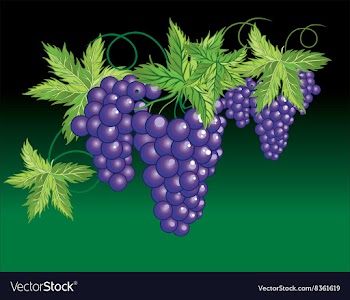 Grapevine Design vector image