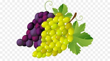 Grapevines stock.xchng Clip art - Painted Grapes PNG Clipart 