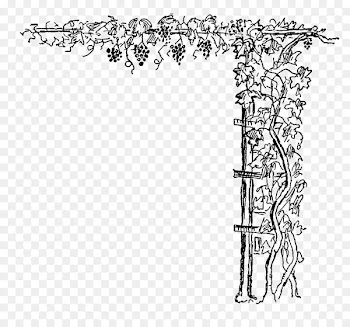 Grapevines Wine - grape 