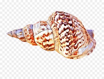 Graphic Design, Conch, Download, Shankha PNG