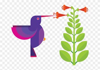 Graphic Design Hummingbird - Graphic Design Hummingbird