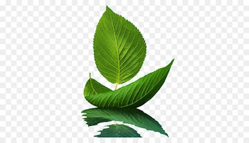 Graphic Design, Logo, Happiness, Leaf, Plant PNG