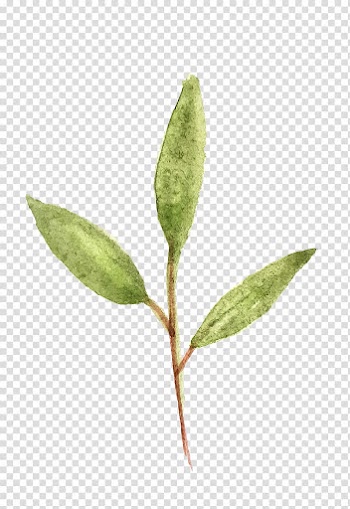 Graphic design Watercolor painting Behance, water color leaf transparent background PNG clipart