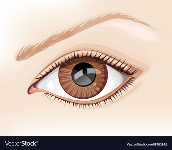 Graphic of a Brown Eye vector image