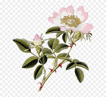 Graphics Are Pngs With Transparent Background And May - Dog Rose Png