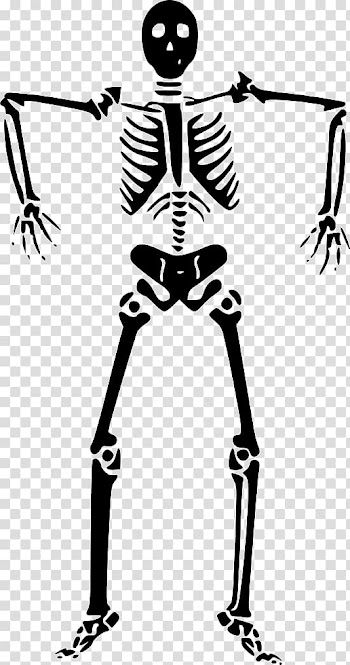 Graphics Human skeleton Bone, Skeleton transparent background PNG clipart