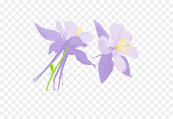 Graphics Illustration Desktop Wallpaper Computer Font - columbine putih 