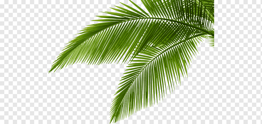 graphy, tropical-, leaf, palm Tree, arecaceae png