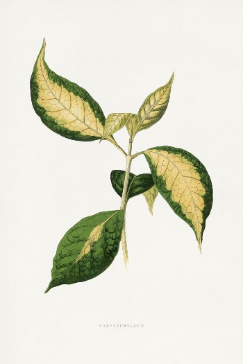 Graptophyllum Pictum leaf illustration from Les | Free Photo Illustration - rawpixel