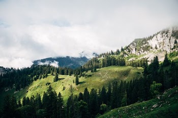 grass and tree covered mountain under white clouds
