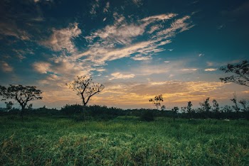 Grass and Trees Under Blue Sky