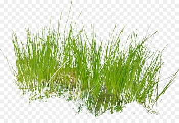 Grass Armeria maritima Clip art - grass 