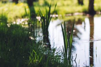 Grass at the pond