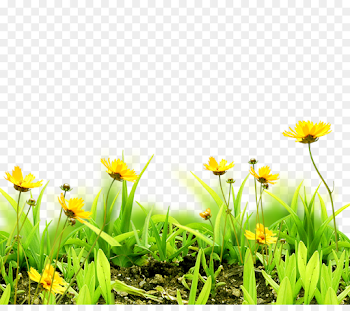 Grass Background png download - 1949*1697 - Free Transparent ...
