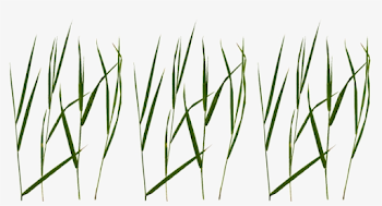 Grass Blade Texture Png Jpg Black And White - Grass Blade Texture ...