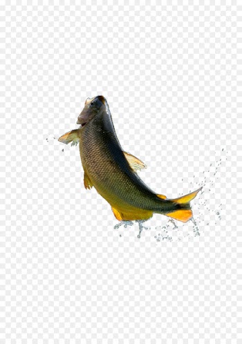 Grass carp Fish - Grass carp jumped out of the water 