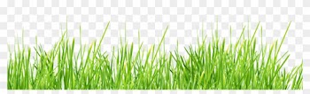 Grass Clipart Transparent Background - Green Grass Transparent