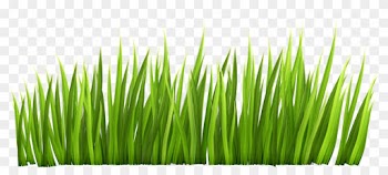 Grass Clipart Transparent - Clipart Grass Transparent Background