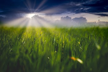 Grass Field