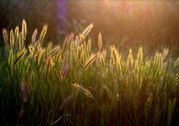 Grass Field
