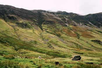 grass field