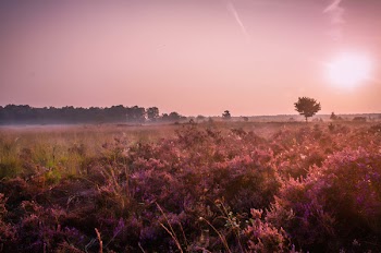 Grass Field